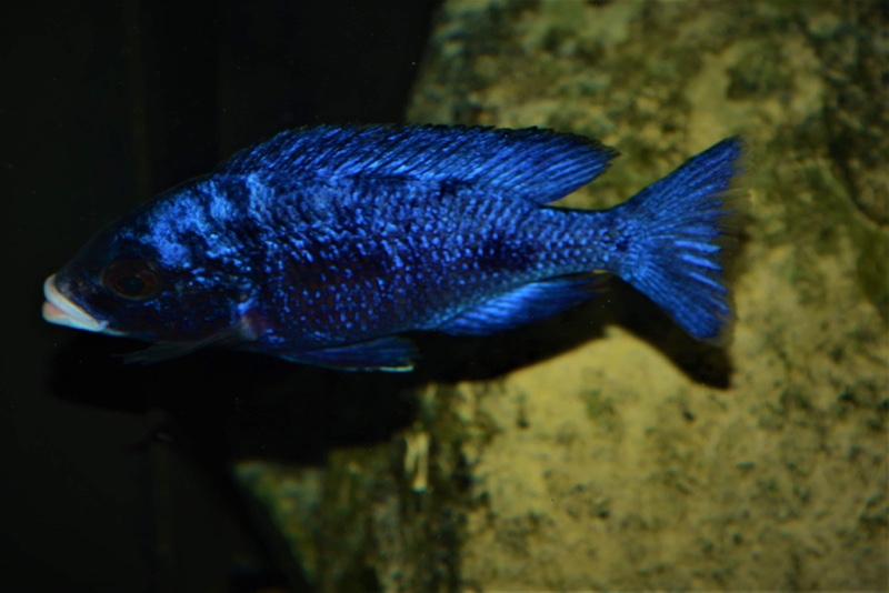 Placidochromis phenochilus 'Mdoka Reef'